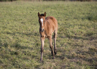 Foal