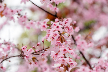 cherry blossom