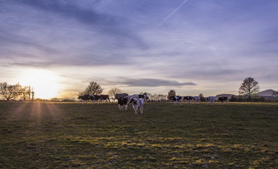 Cows Pasture Farmland at sunset Germany  Landscape Nature