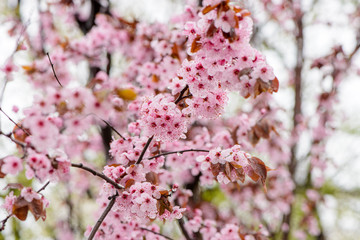 cherry blossom