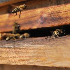 Bee flies into the hive