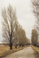 Country road with trees in spring
