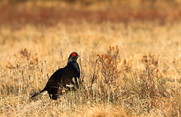 Black grouse - Tetrao tetrix - lek in Norway