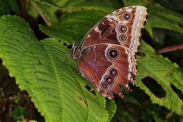 Peleides blue morpho (emperor) (Morpho peleides) on the leaf.