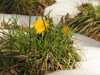 First dandelions in the spring