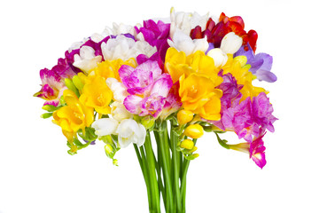 colorful feesia flower bouquet isolated on white background