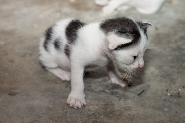 Naklejka na ściany i meble Thai baby cat.