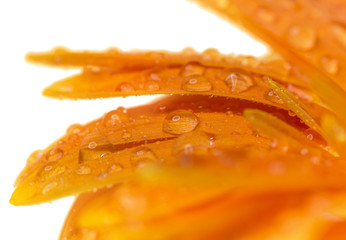 orange gerbera with waterdrops isolated