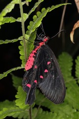 Butterfly Indian common Rose (Pachliopta aristolochiae) on the plant.