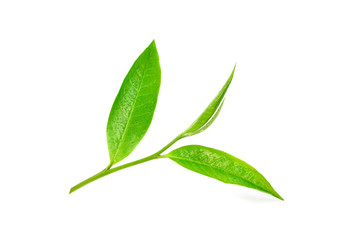 green tea leaves with drops of water isolated on white background