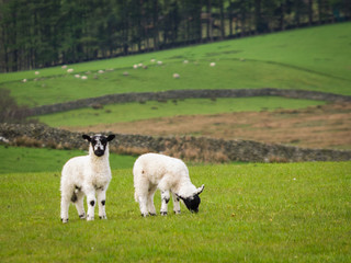 Obraz premium two spring lambs in hilly field