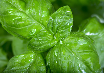 fresh green basil leaves with waterdrops