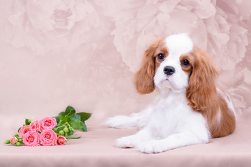 cavalier king charles spaniel