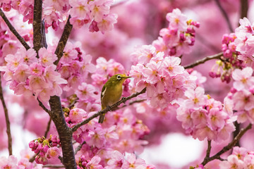 The Japanese White-eye and cherry blossoms. Located in Tokyo Prefecture Japan.