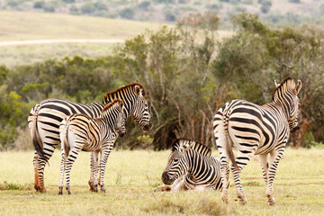 Zebras standing and lying together