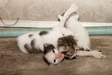 Thai baby cat.