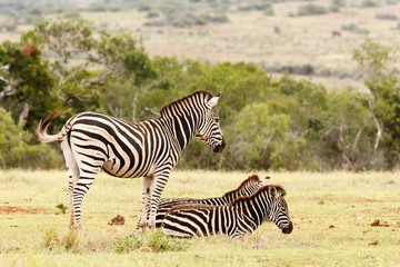 Fototapeta na wymiar Zebra standing and watching over the Zebras lying