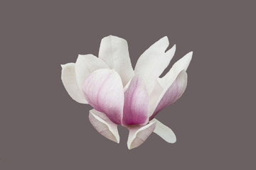 colorful of magnolia flower,white and pink flower