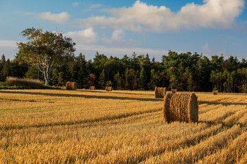 Fototapeta premium Hay bales in rural Prince Edward Island, Canada.