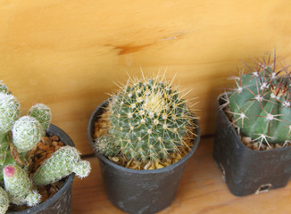 Cactus in a pot on a wooden background