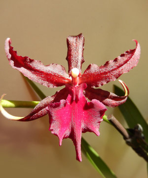 Deep red orchid blooming