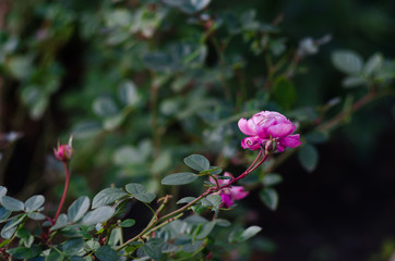 Pink rose bud.