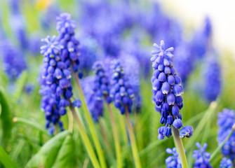Fototapeta premium Hyazinthe / blaue Hyazinthen auf einer Wiese