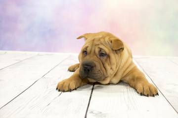 Shar Pei with colorful springtime background