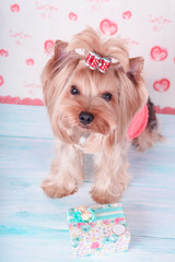  yorkshire terrier