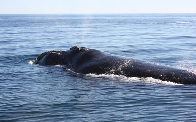 Right Whale Detail
