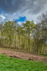 A line of Silver Birch trees on a green hill in Derbyshire