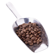 Arabica coffee beans in aluminum spoon on white background