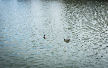 Ducks Swimming 