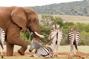 Elephant getting frustrated with Zebras