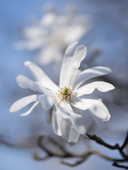 Star Magnolia Blossom in Spring