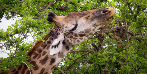 A giraffe is eating leaves from a tree