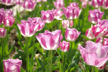 Tulipes violet pâle au printemps au jardin