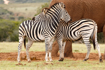 Fototapeta na wymiar Zebras rubbing each others backs