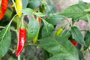 Colorful chili plant background