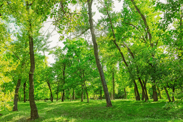 forest on a summer day