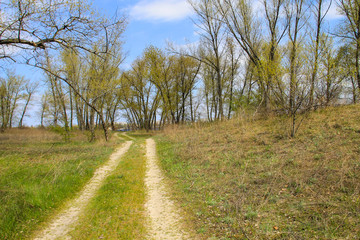 Dirty rural road in the forest on spring