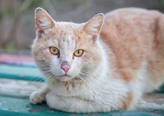 Homeless ginger cat with sad eyes sitting on a wooden surface and looking at the camera horizontal position of the frame