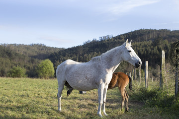 Obraz na płótnie Canvas Foal and mare