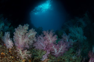 Fototapeta na wymiar Soft Coral Arch in Palau