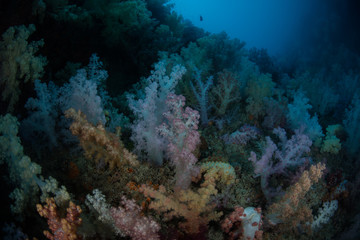 Fototapeta na wymiar Vibrant Soft Corals Growing in Palau