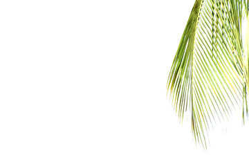 Fototapeta premium coconut leaves isolated on white