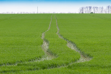 Car trails on the wheat field