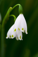 Snow drops flower petals with a shallow depth of field and copy space