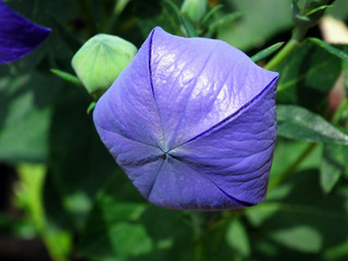 Fiori blu spontanei