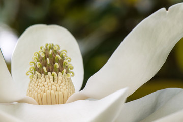 Close up of a magnolia blossom in bloom with a shallow depth of field and copy space